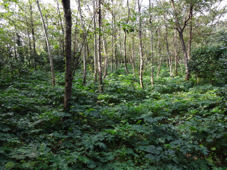 小規模土地改良事業　三宅村