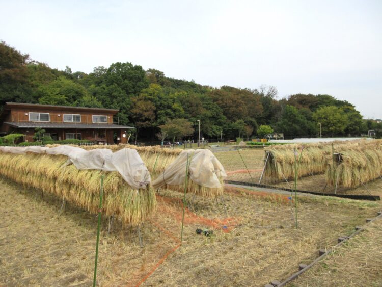 府中用水・稲の収穫