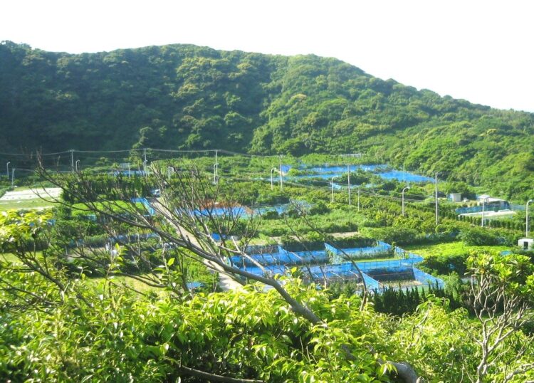 防風ネットに囲まれた農地